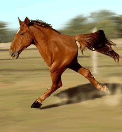 häst som springer
