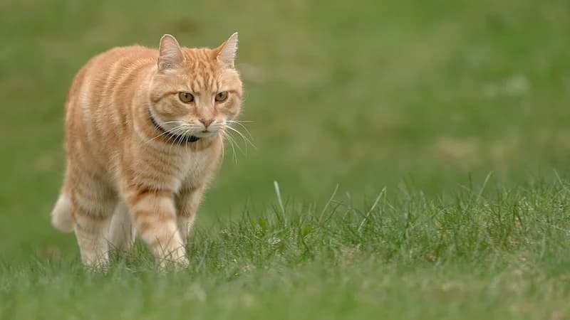 Kändiskatten Luffar-Lasse, en rödspräcklig katt, promenerar i gräset